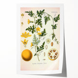 Vintage Botanical Illustration of Citrullus – Botanical Art Prints