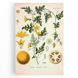 Vintage Botanical Illustration of Citrullus – Botanical Art Prints