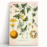 Vintage Botanical Illustration of Citrullus – Botanical Art Prints