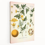 Vintage Botanical Illustration of Citrullus – Botanical Art Prints
