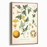 Vintage Botanical Illustration of Citrullus – Botanical Art Prints