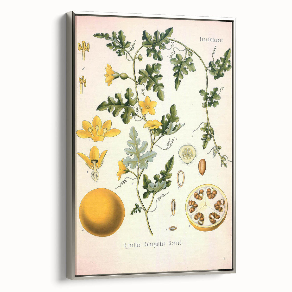 Vintage Botanical Illustration of Citrullus – Botanical Art Prints
