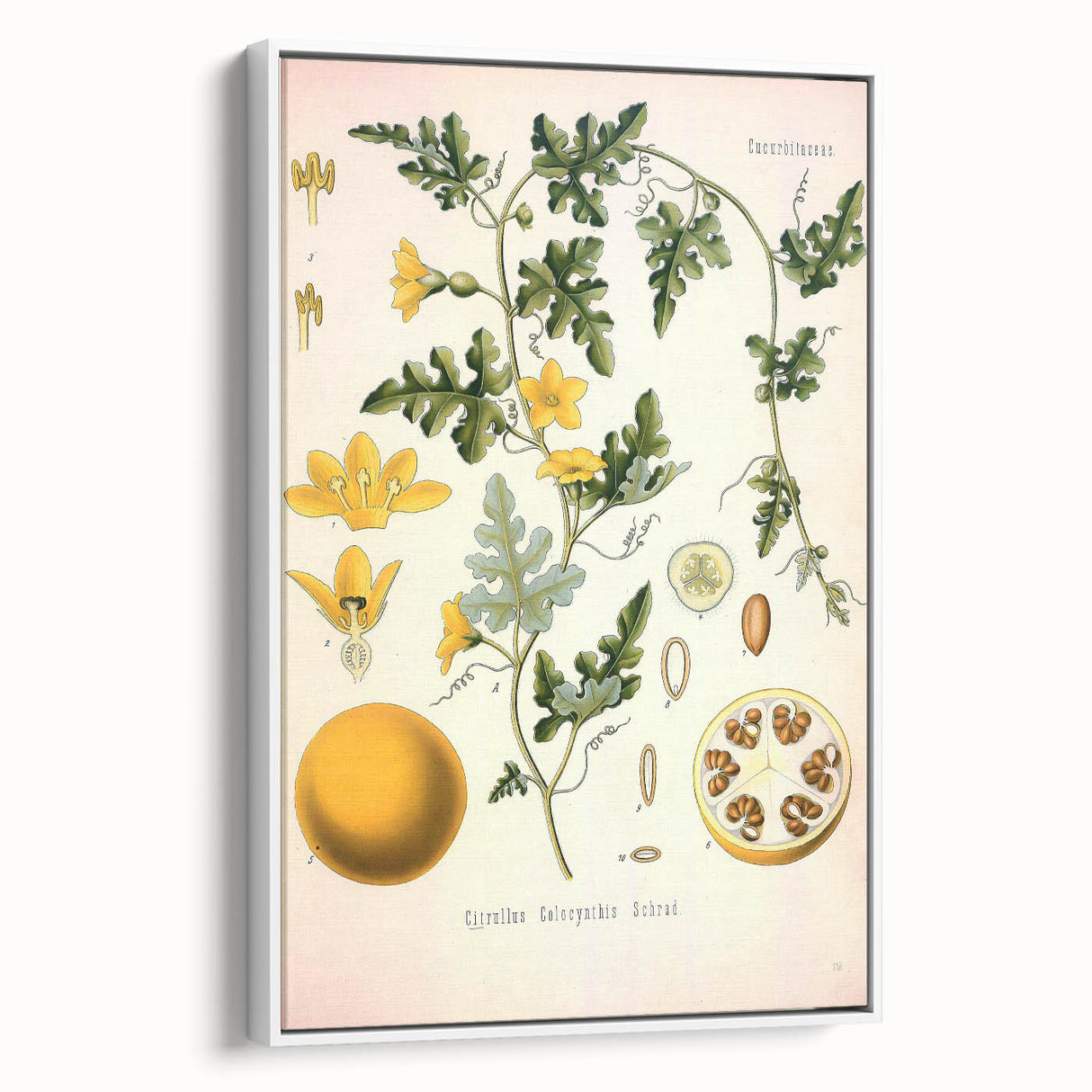 Vintage Botanical Illustration of Citrullus – Botanical Art Prints