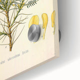 Vintage Botanical Illustration of Astragalus – Botanical Art Prints