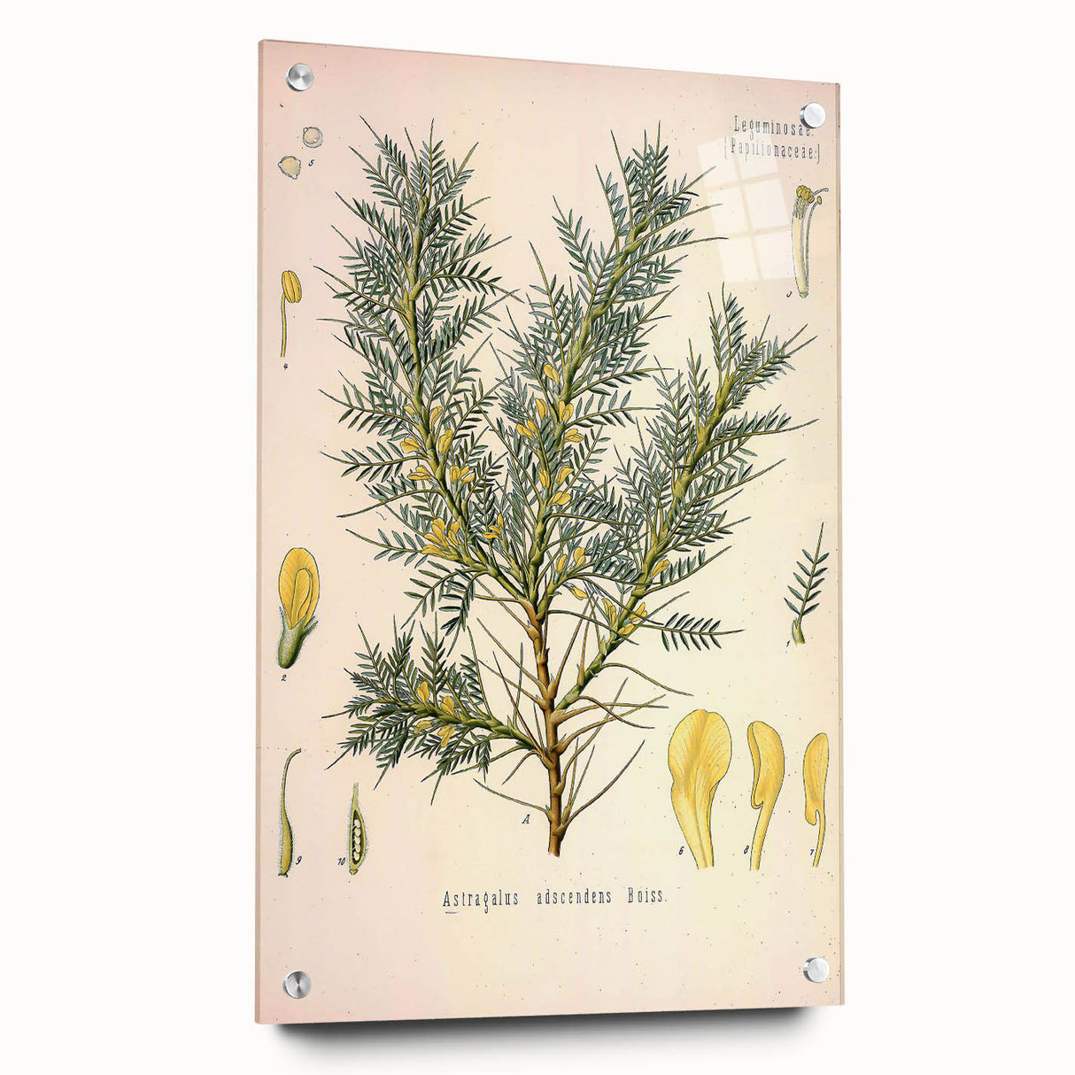 Vintage Botanical Illustration of Astragalus – Botanical Art Prints