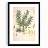 Vintage Botanical Illustration of Astragalus – Botanical Art Prints
