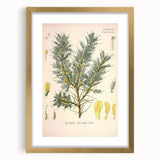 Vintage Botanical Illustration of Astragalus – Botanical Art Prints