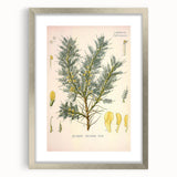 Vintage Botanical Illustration of Astragalus – Botanical Art Prints