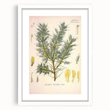 Vintage Botanical Illustration of Astragalus – Botanical Art Prints