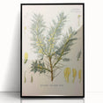 Vintage Botanical Illustration of Astragalus – Botanical Art Prints