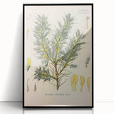 Vintage Botanical Illustration of Astragalus – Botanical Art Prints