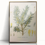 Vintage Botanical Illustration of Astragalus – Botanical Art Prints