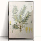 Vintage Botanical Illustration of Astragalus – Botanical Art Prints