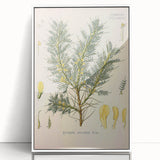 Vintage Botanical Illustration of Astragalus – Botanical Art Prints