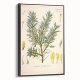 Vintage Botanical Illustration of Astragalus – Botanical Art Prints