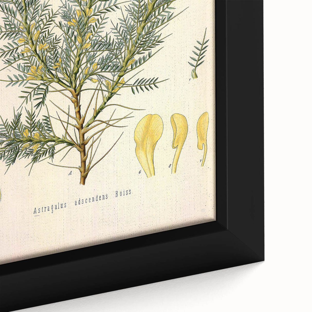 Vintage Botanical Illustration of Astragalus – Botanical Art Prints