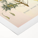 Vintage Botanical Illustration of Astragalus – Botanical Art Prints