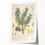 Vintage Botanical Illustration of Astragalus – Botanical Art Prints