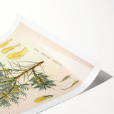 Vintage Botanical Illustration of Astragalus – Botanical Art Prints