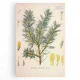 Vintage Botanical Illustration of Astragalus – Botanical Art Prints