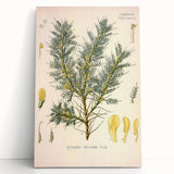 Vintage Botanical Illustration of Astragalus – Botanical Art Prints