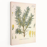 Vintage Botanical Illustration of Astragalus – Botanical Art Prints