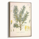 Vintage Botanical Illustration of Astragalus – Botanical Art Prints