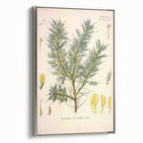 Vintage Botanical Illustration of Astragalus – Botanical Art Prints