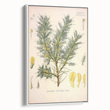 Vintage Botanical Illustration of Astragalus – Botanical Art Prints