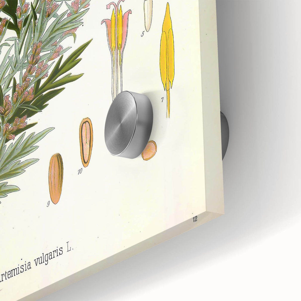 Vintage Botanical Illustration of Artemisia – Botanical Art Prints