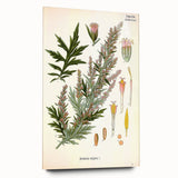 Vintage Botanical Illustration of Artemisia – Botanical Art Prints