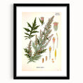 Vintage Botanical Illustration of Artemisia – Botanical Art Prints
