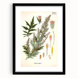 Vintage Botanical Illustration of Artemisia – Botanical Art Prints