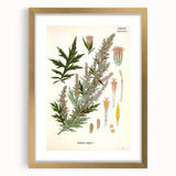 Vintage Botanical Illustration of Artemisia – Botanical Art Prints