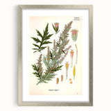 Vintage Botanical Illustration of Artemisia – Botanical Art Prints