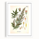 Vintage Botanical Illustration of Artemisia – Botanical Art Prints