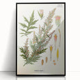 Vintage Botanical Illustration of Artemisia – Botanical Art Prints