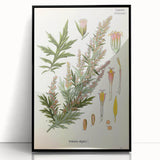 Vintage Botanical Illustration of Artemisia – Botanical Art Prints