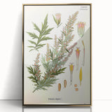 Vintage Botanical Illustration of Artemisia – Botanical Art Prints