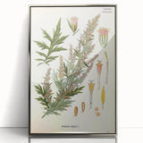 Vintage Botanical Illustration of Artemisia – Botanical Art Prints