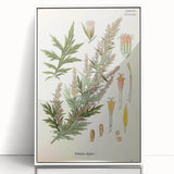 Vintage Botanical Illustration of Artemisia – Botanical Art Prints