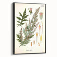 Vintage Botanical Illustration of Artemisia – Botanical Art Prints