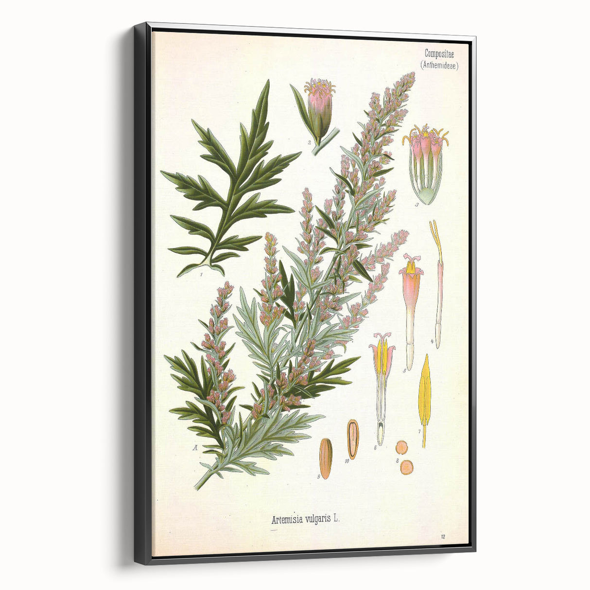 Vintage Botanical Illustration of Artemisia – Botanical Art Prints