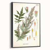 Vintage Botanical Illustration of Artemisia – Botanical Art Prints