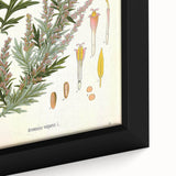Vintage Botanical Illustration of Artemisia – Botanical Art Prints