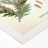 Vintage Botanical Illustration of Artemisia – Botanical Art Prints