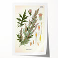 Vintage Botanical Illustration of Artemisia – Botanical Art Prints