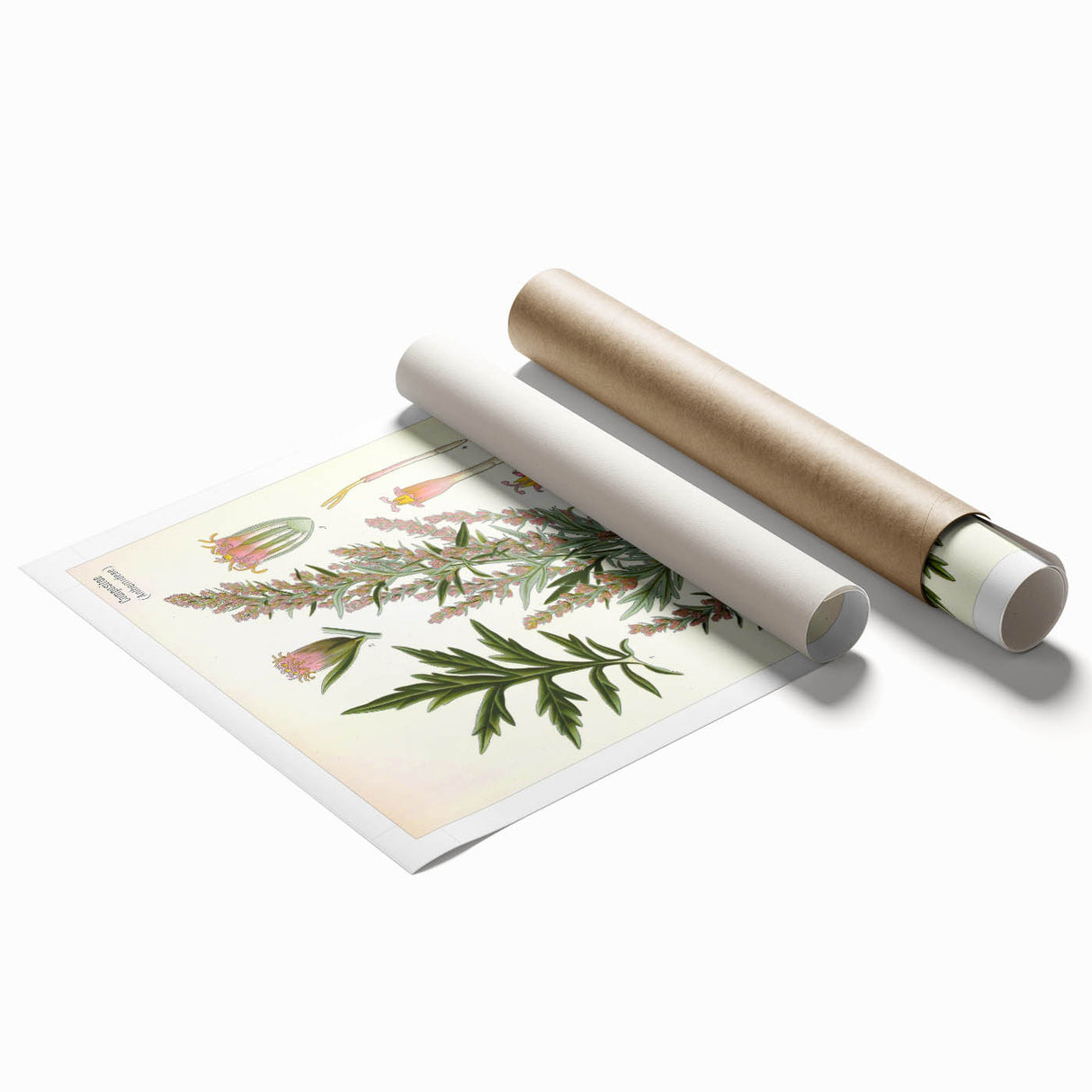 Vintage Botanical Illustration of Artemisia – Botanical Art Prints