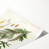 Vintage Botanical Illustration of Artemisia – Botanical Art Prints