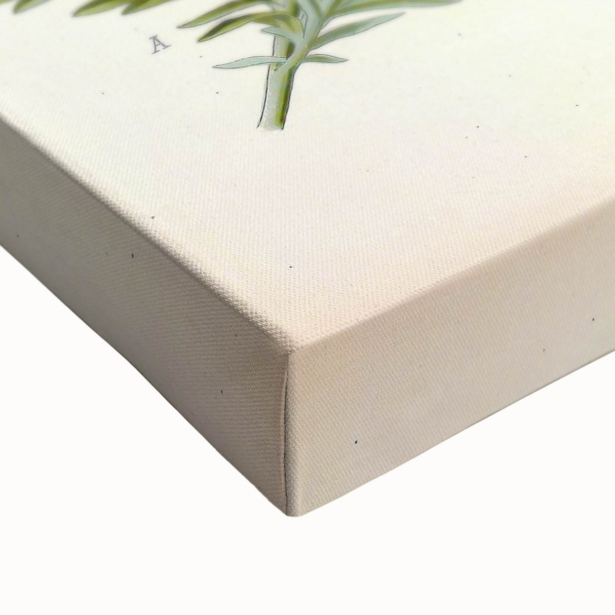 Vintage Botanical Illustration of Artemisia – Botanical Art Prints